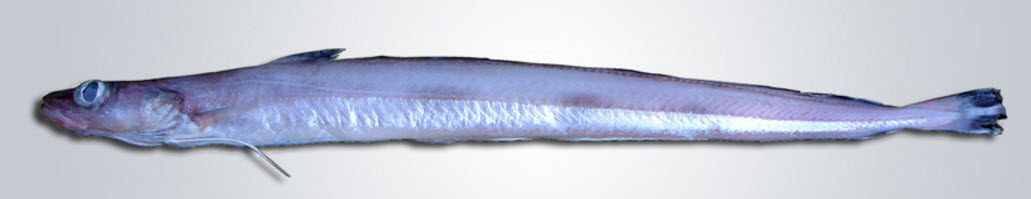 Molva macrophthalma_124